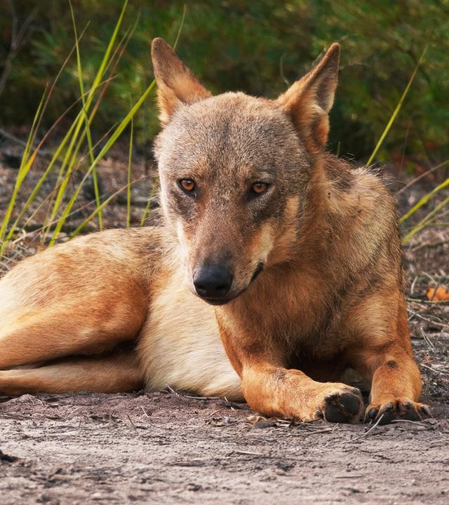 Ein Wolf liegt aufmerksam auf dem Waldboden und blickt direkt nach vorn  Szene aus dem Dokumentarfilm Im Land der Wölfe.