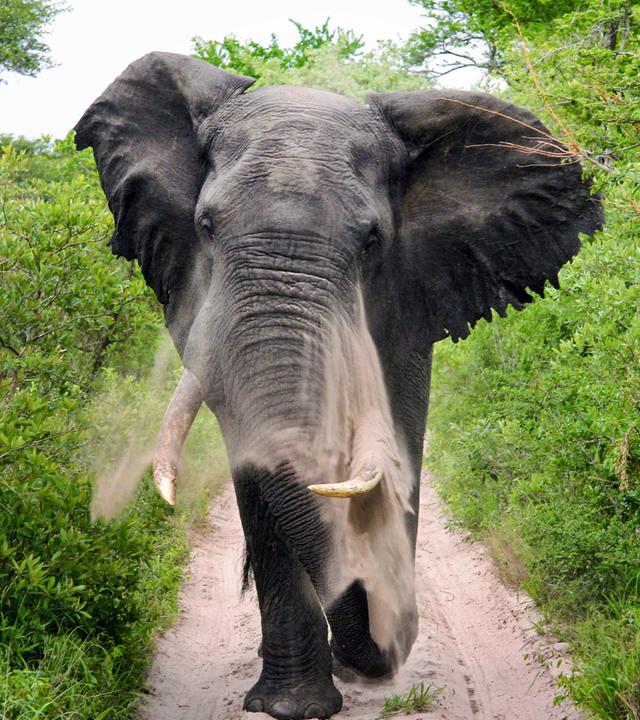 Elefant von vorne gesehen.