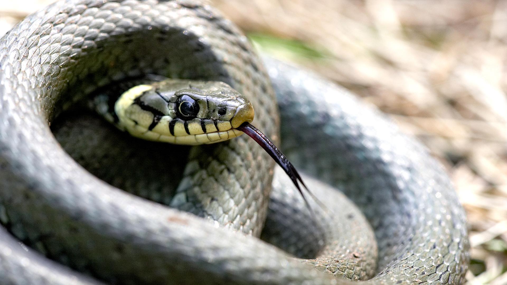 Nahaufnahme einer eingerollten Ringelnatter