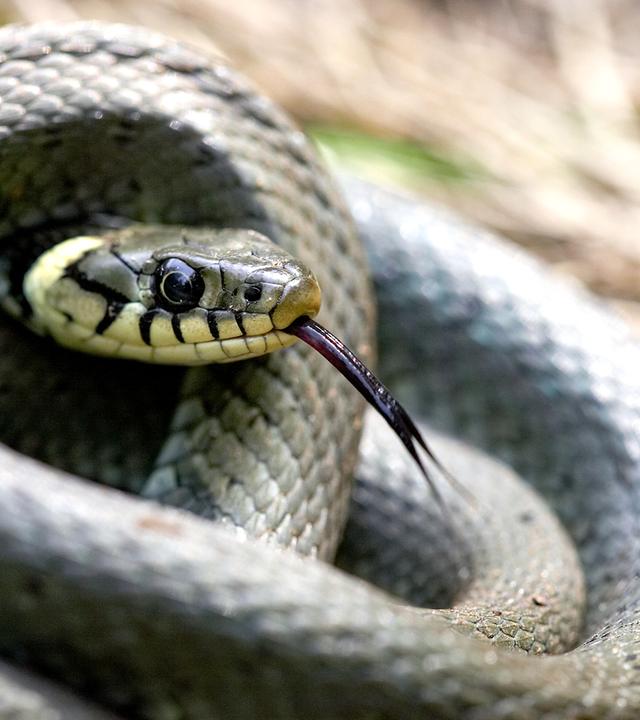 Nahaufnahme einer eingerollten Ringelnatter