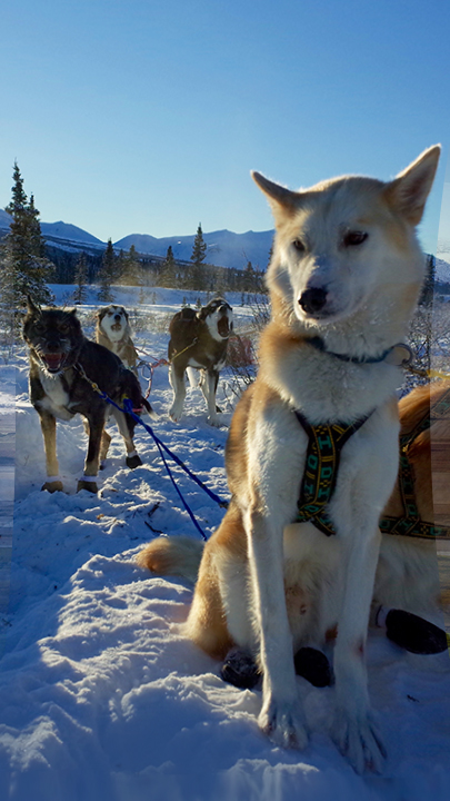 Im Zauber der Wildnis - Alaskas Majestät: Der Denali Nationalpark
