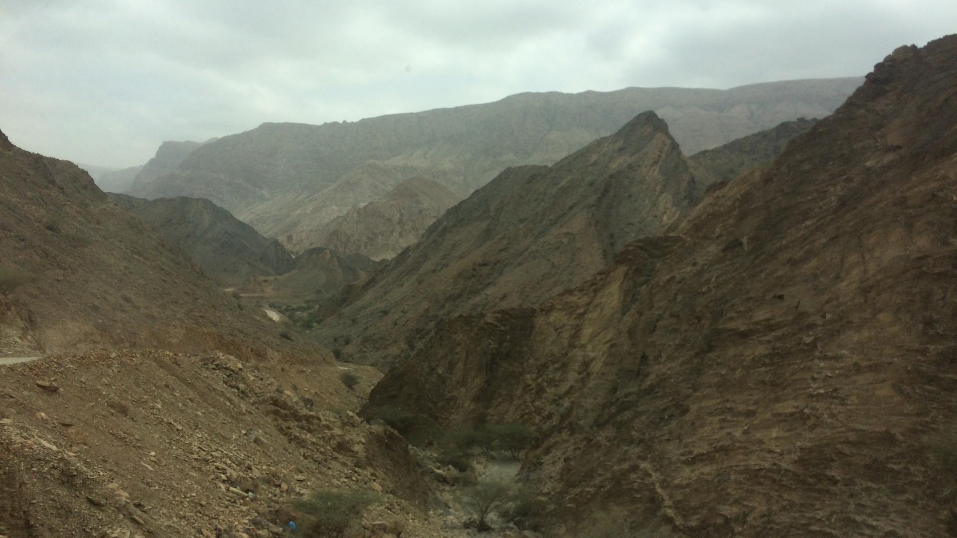 242: Ein Eisbär im Arabischen Meer