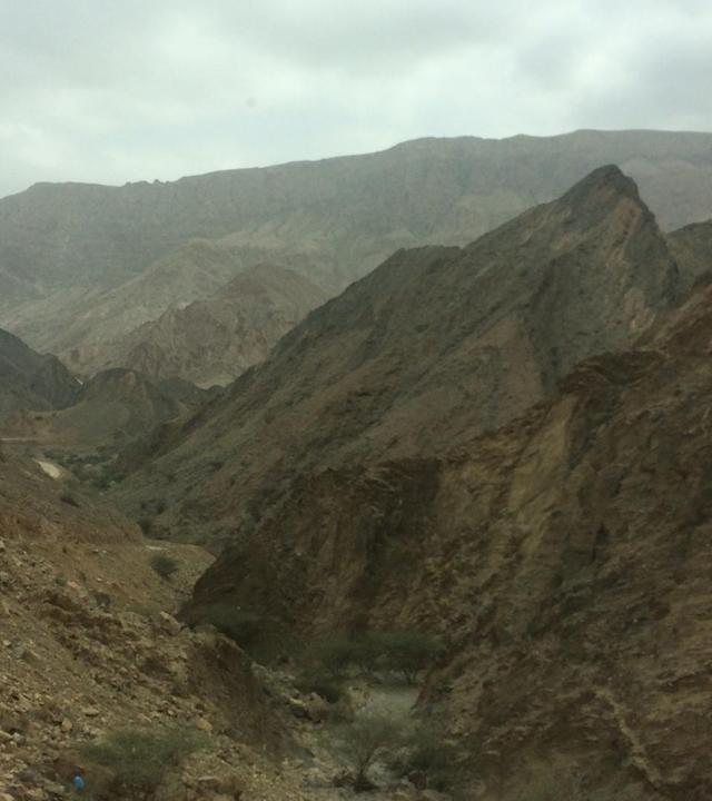 242: Ein Eisbär im Arabischen Meer