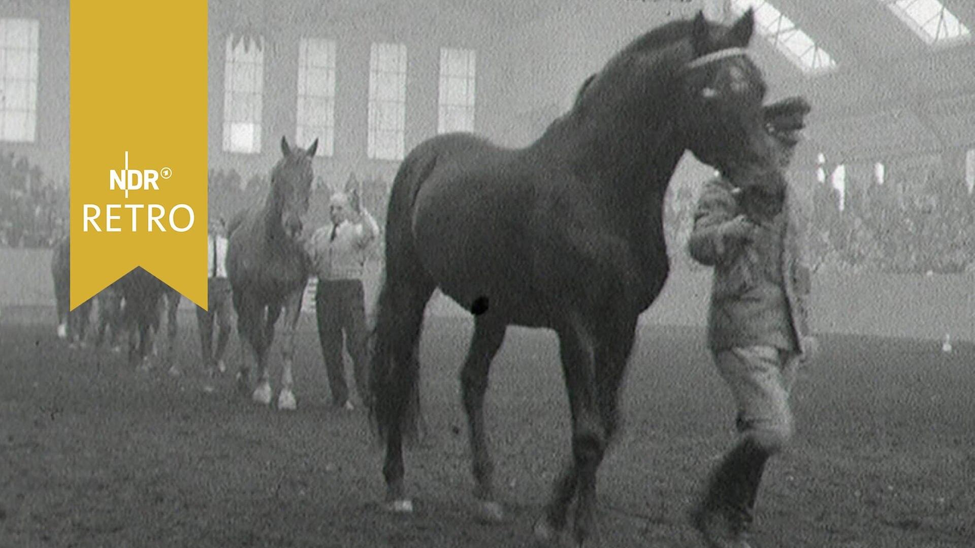 250 Jahre Trakehner Zucht (stumm)