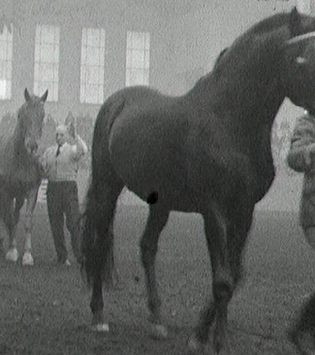 250 Jahre Trakehner Zucht (stumm)