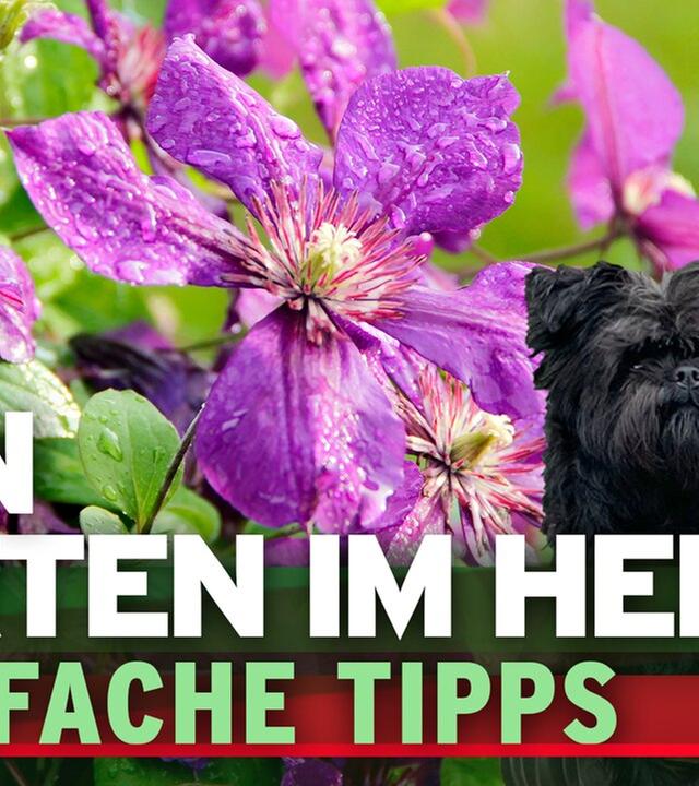 3 einfache Tipps für den Garten im Herbst