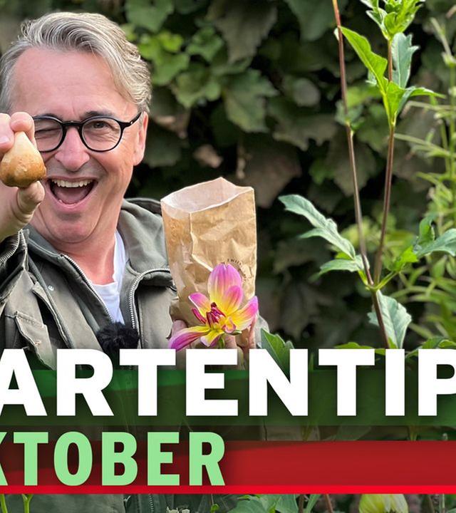 3 Gartentipps für den Oktober
