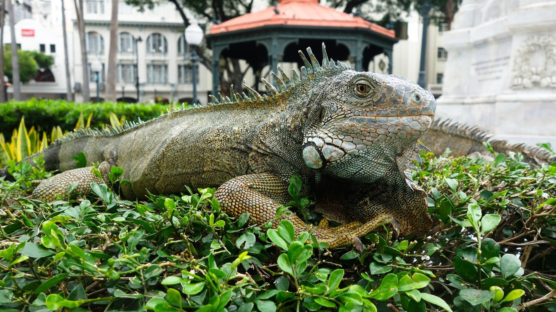 382: Die Leguane von Guayaquil