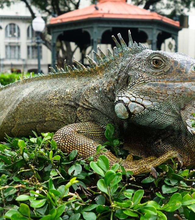 382: Die Leguane von Guayaquil