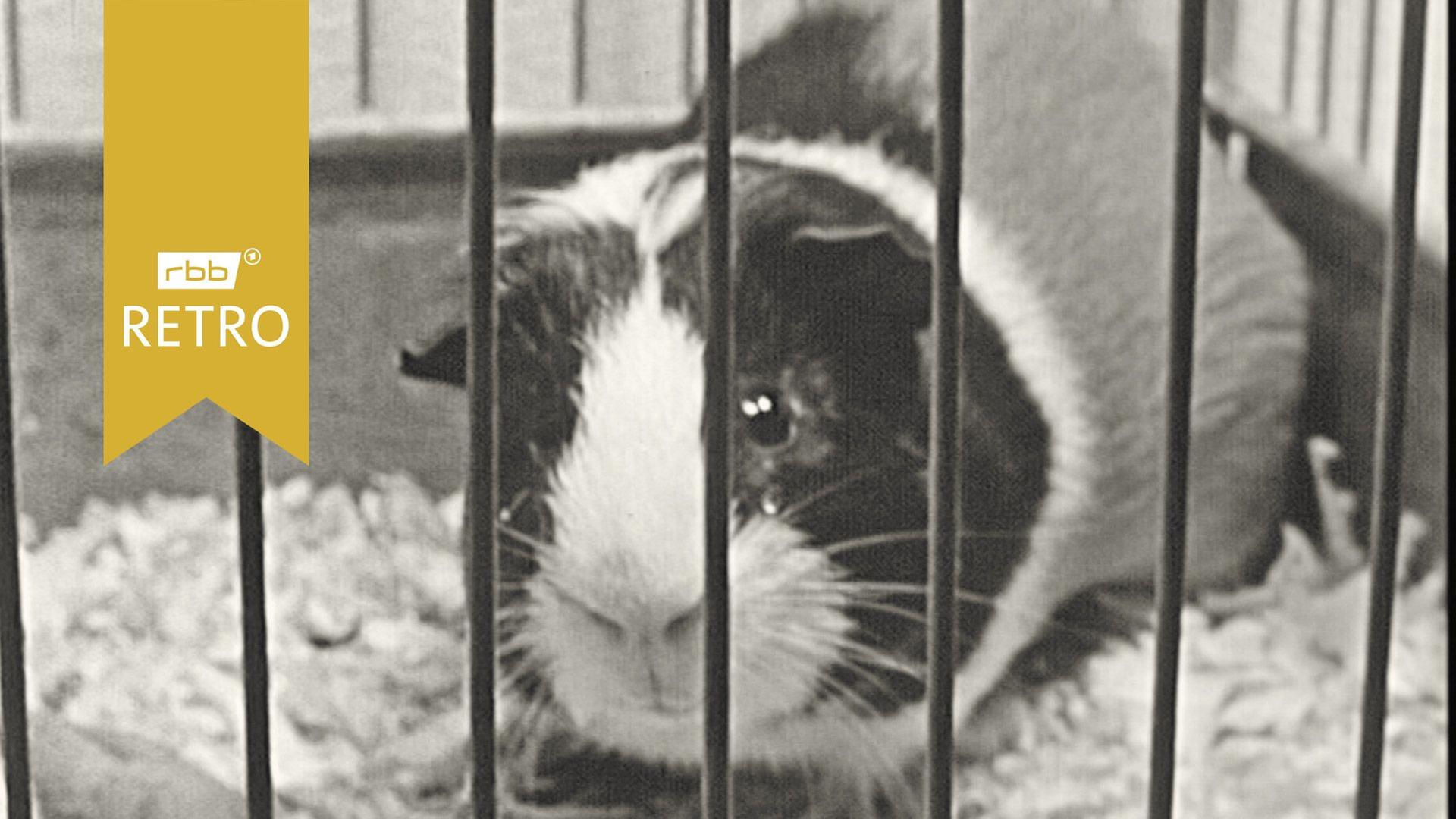 60 Jahre Tierheim Lankwitz