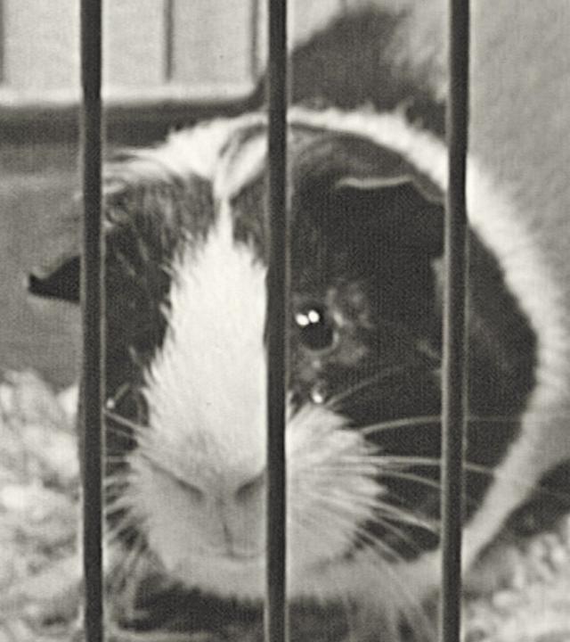 60 Jahre Tierheim Lankwitz