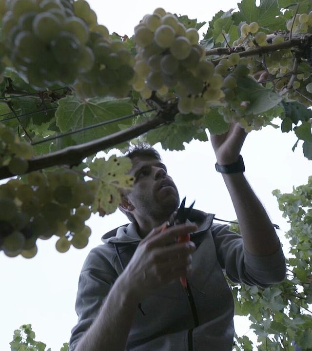 7 Tage... unter Winzern