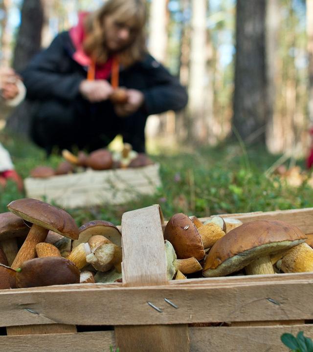Ab in die Pilze - suchen, sammeln, selbst anbauen