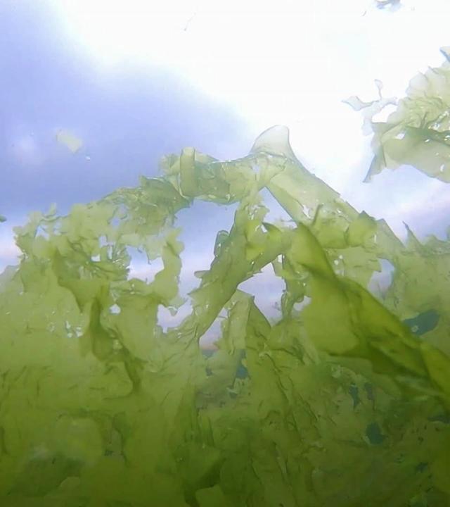 Algen - Wie sie für uns die Welt retten könnten