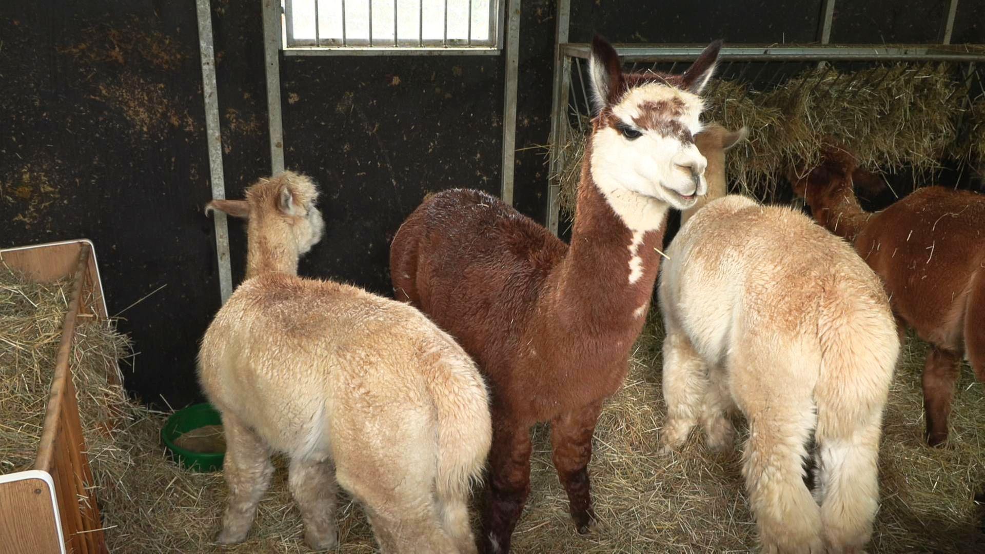 alle wetter! vom 04.12.2024