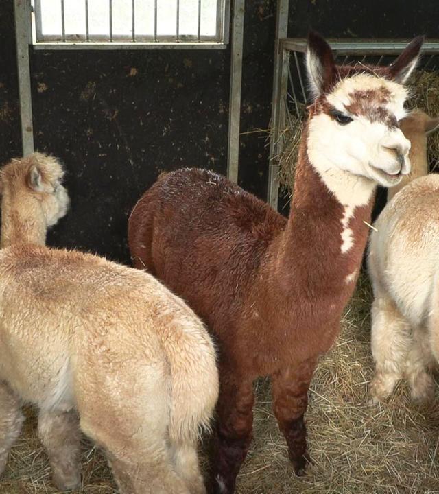 alle wetter! vom 04.12.2024