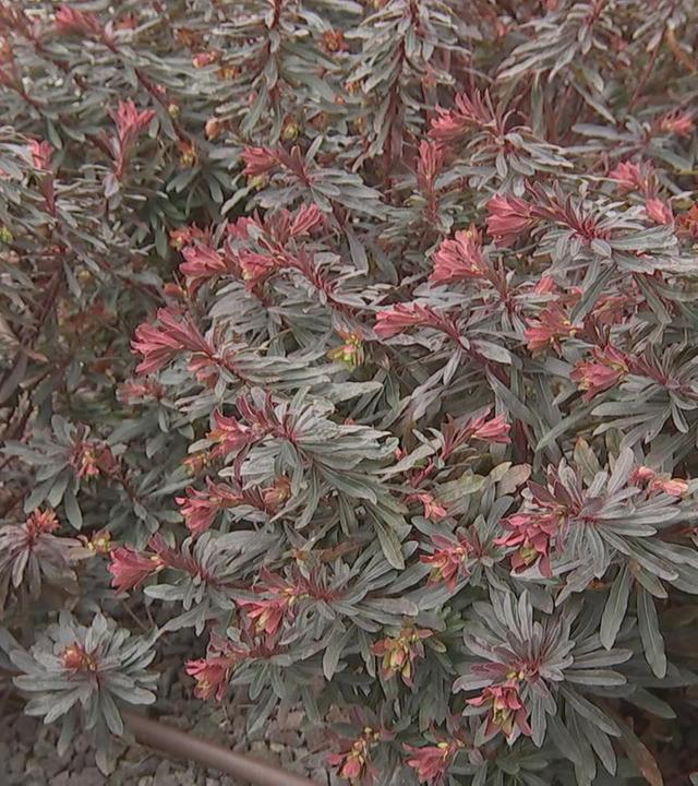 alle wetter! vom 13.03.2025