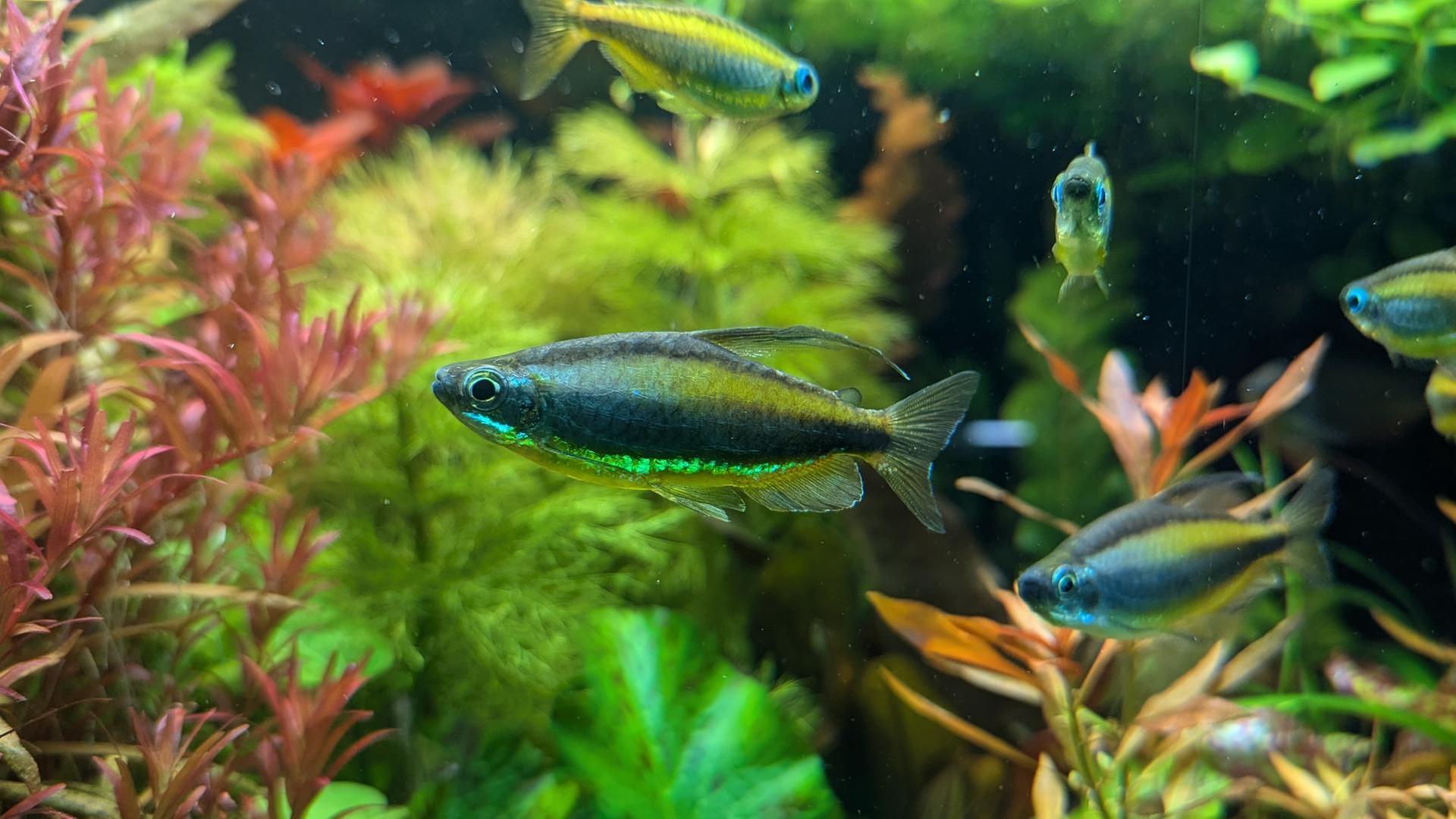 alle wetter! vom 17.01.2025