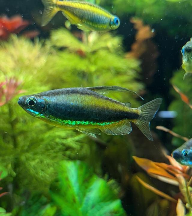 alle wetter! vom 17.01.2025