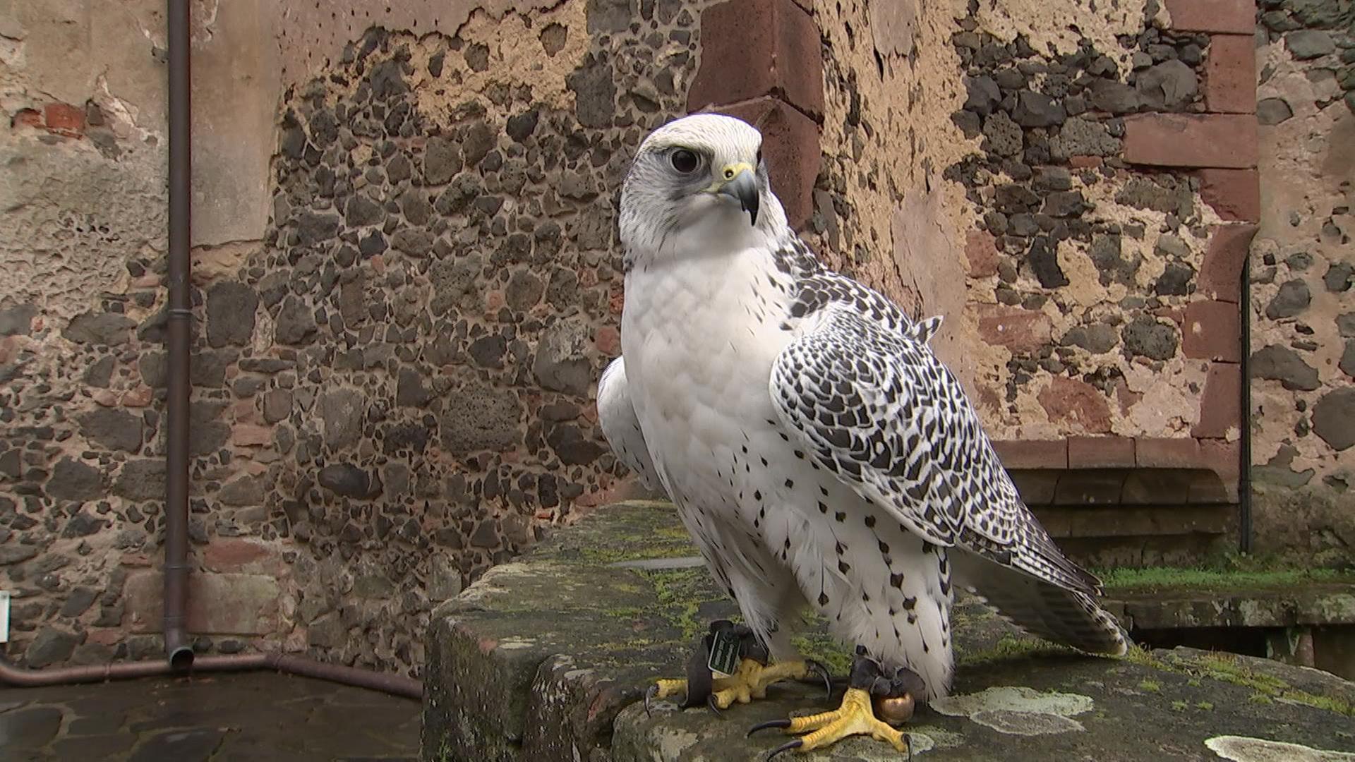 alle wetter! vom 26.11.2024