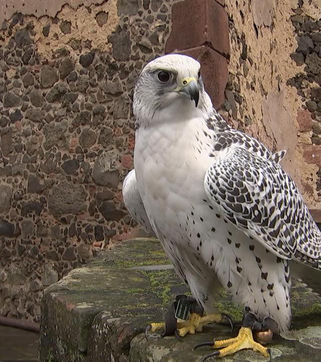 alle wetter! vom 26.11.2024