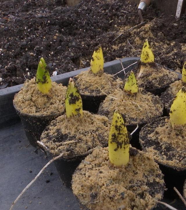 alle wetter! vom 29.01.2025