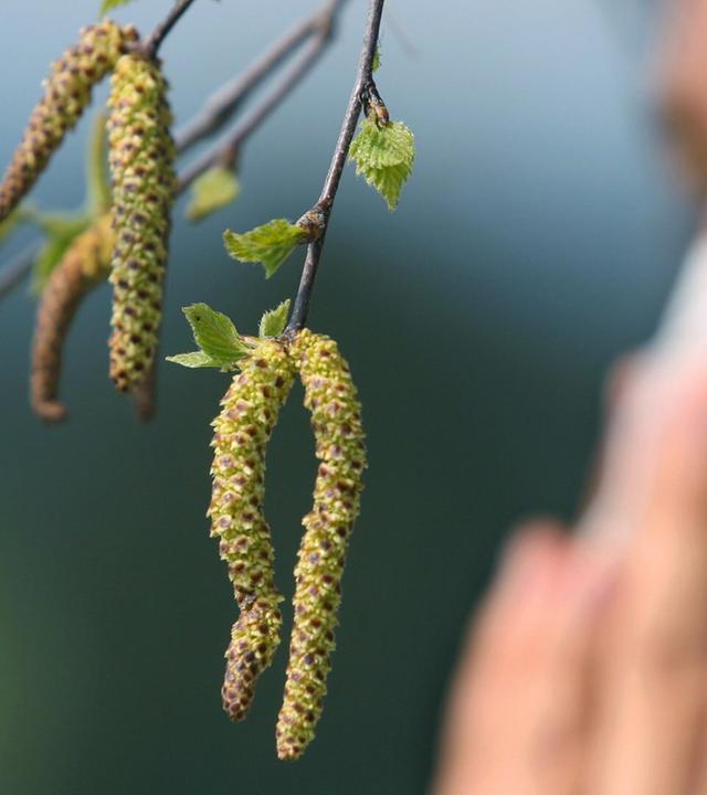Allergien auf dem Vormarsch