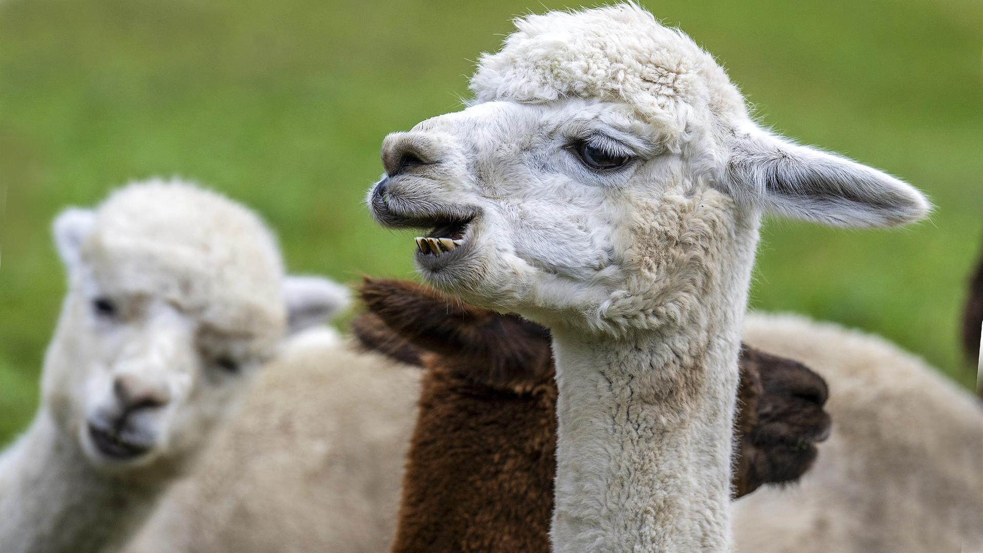 Alpakas im Taubertal