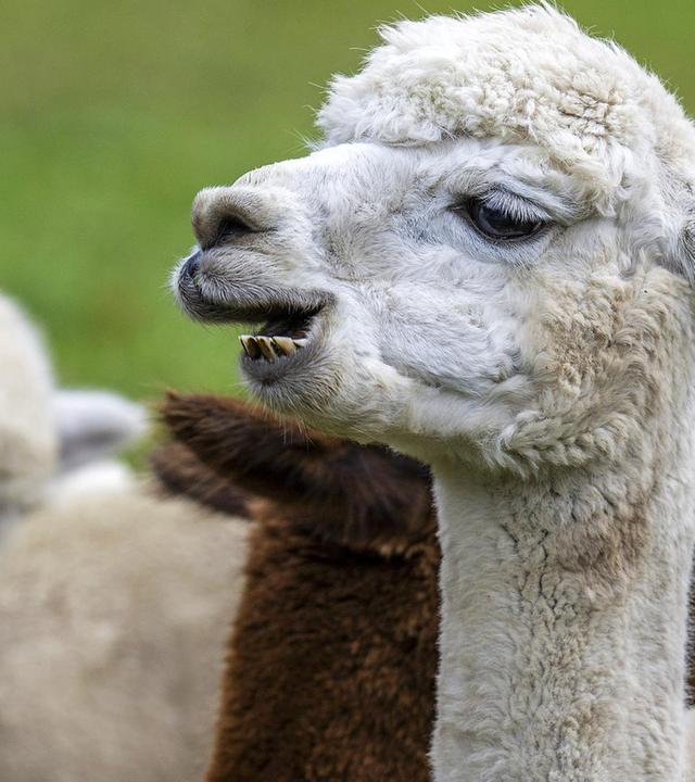 Alpakas im Taubertal