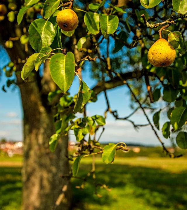 Alte Birnbäume im Landkreis Ansbach