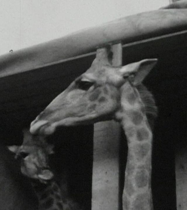 Ankunft exotischer Tiere im Bremer Europahafen (stumm)