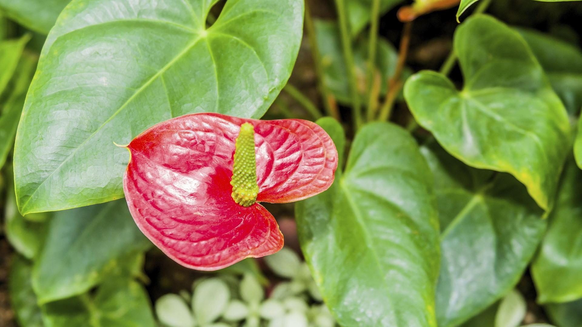 Anthurien, Geschenke für Gärtner, Werkzeugpflege