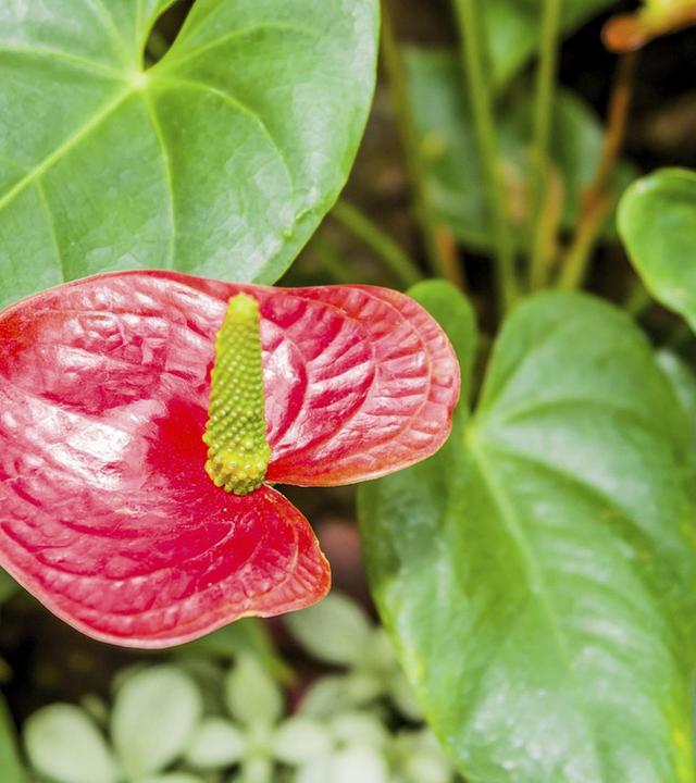 Anthurien, Geschenke für Gärtner, Werkzeugpflege
