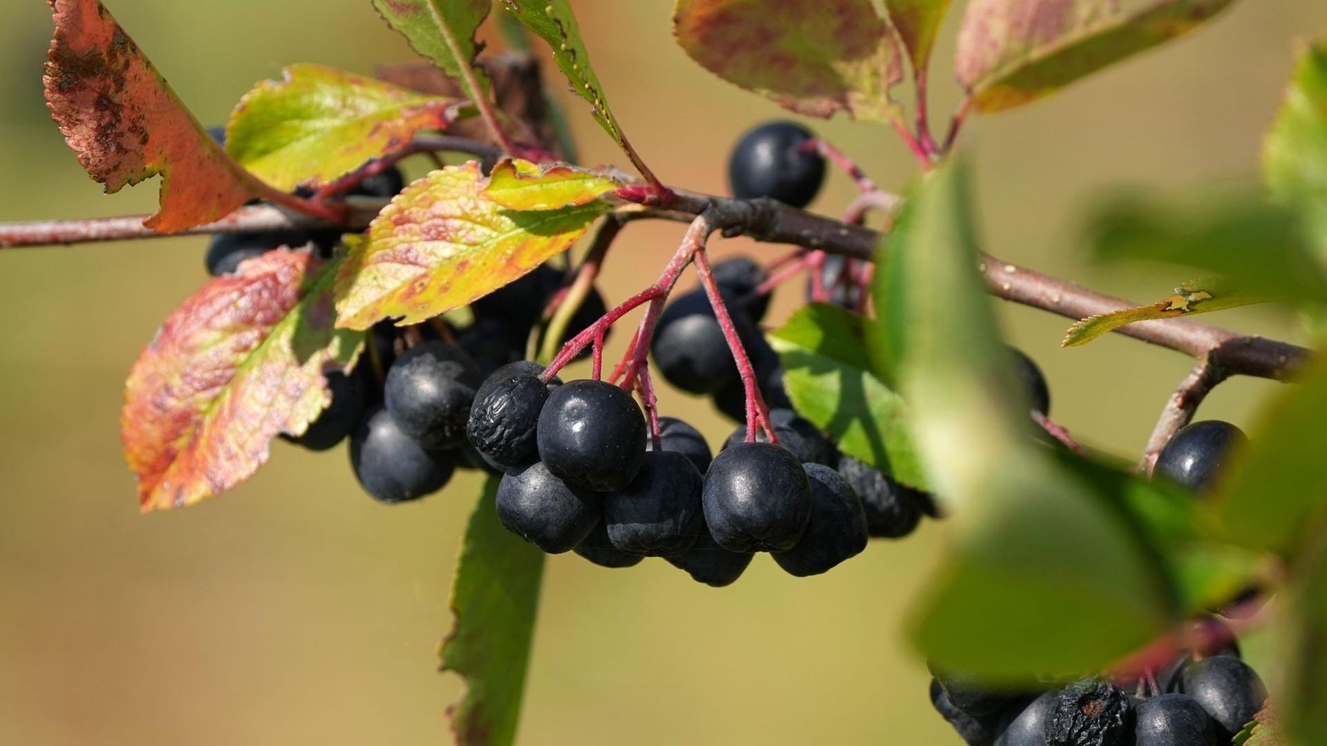 Apfelbeere, Knotengarten, Waddesdon Manor