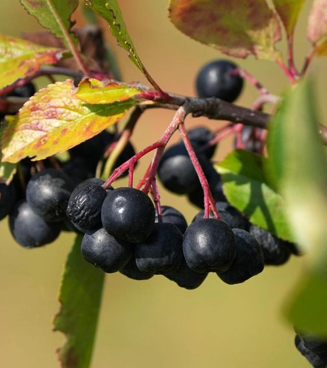 Apfelbeere, Knotengarten, Waddesdon Manor