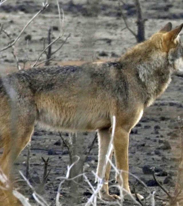 Artenschutz - aber wie? · Lebensräume · Auf Wiesen und Feldern