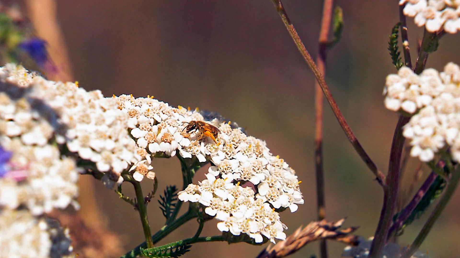 Auf dem Weg zur Bienenhauptstadt