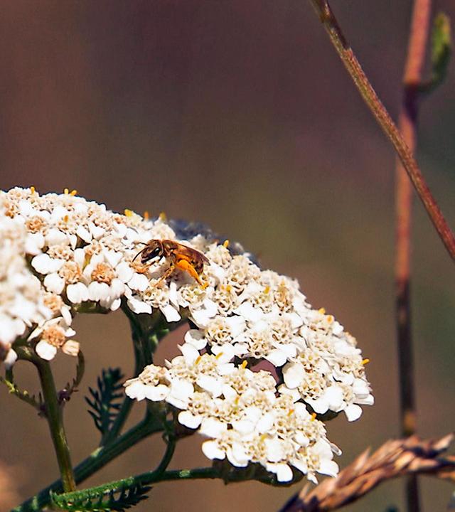 Auf dem Weg zur Bienenhauptstadt