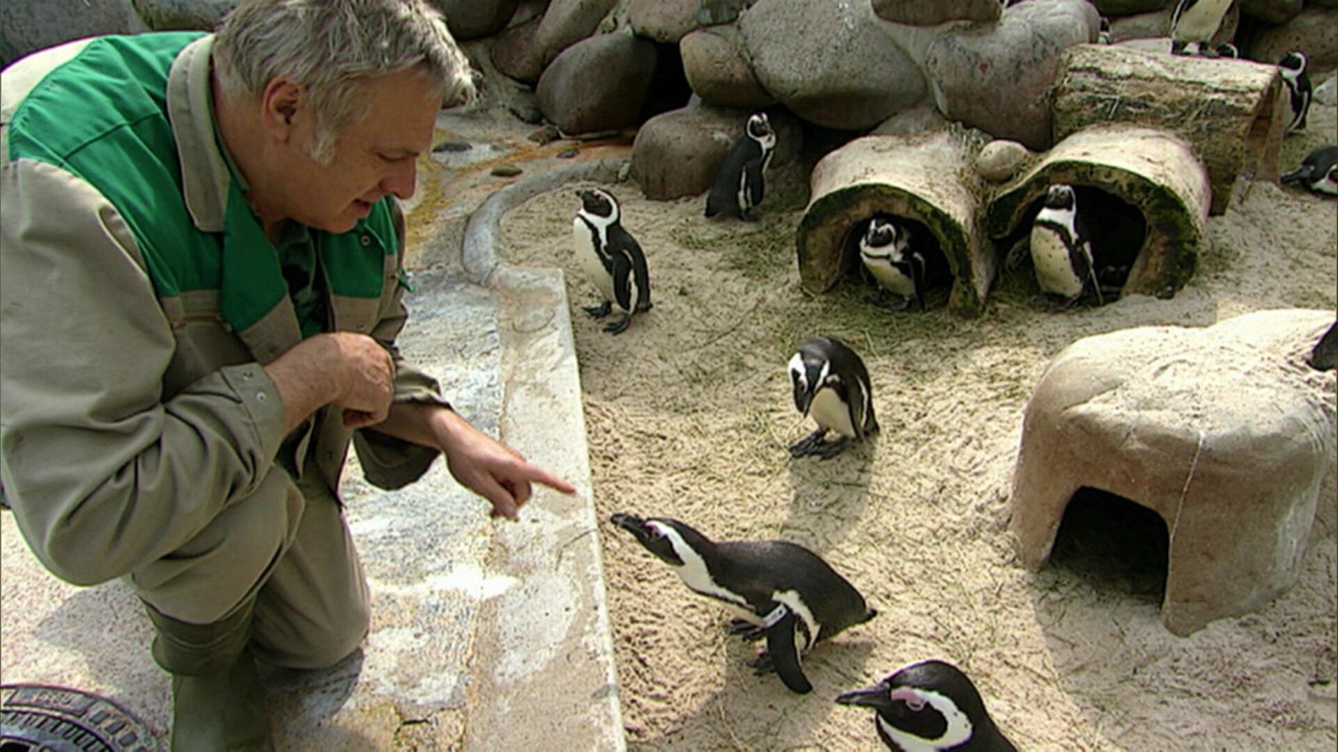 Auf Du und Du mit den Pinguinen