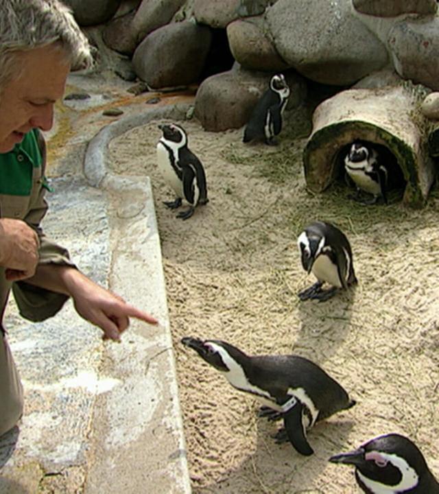 Auf Du und Du mit den Pinguinen