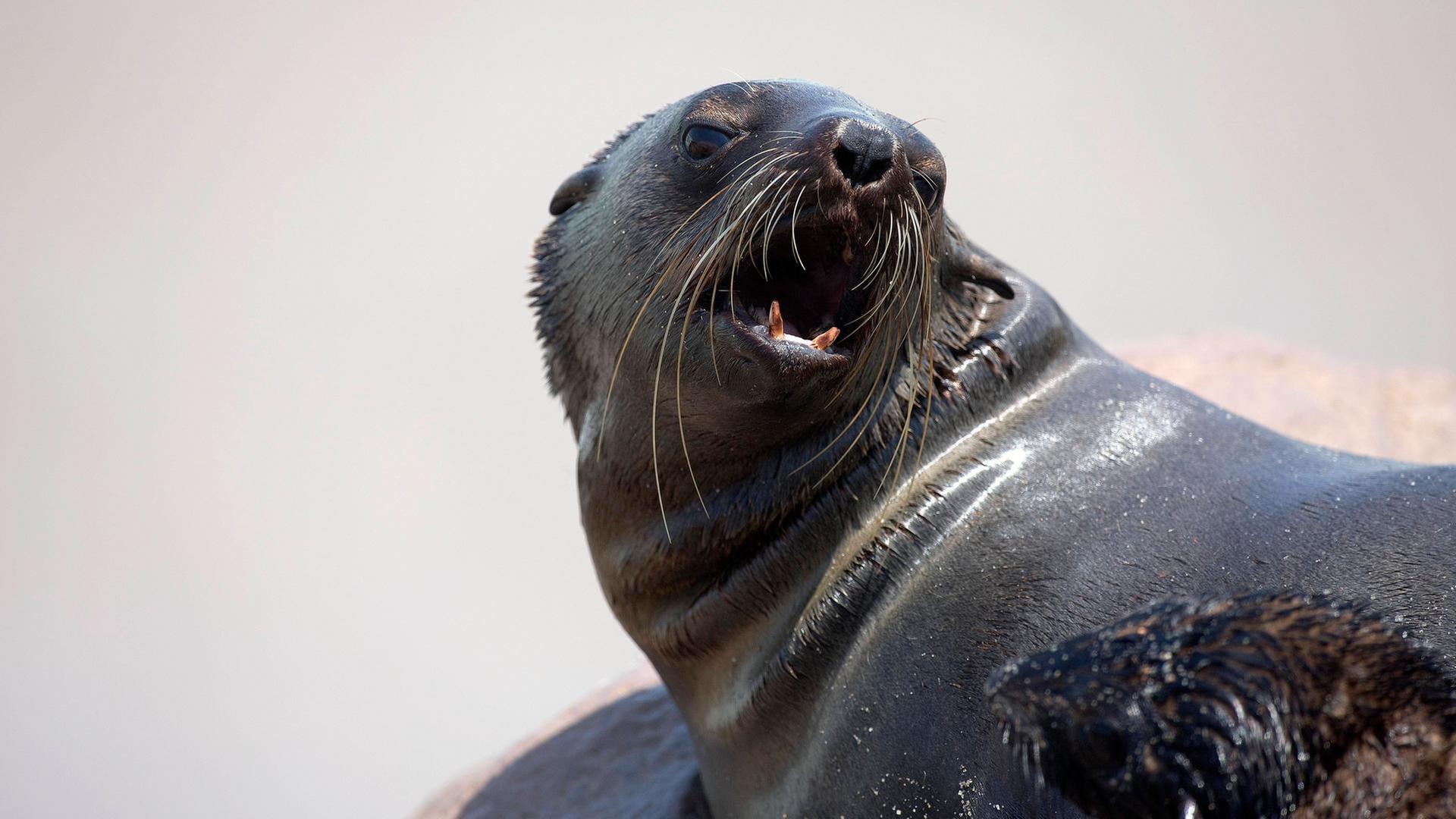 Auf Wiedersehen Nabi und Chico