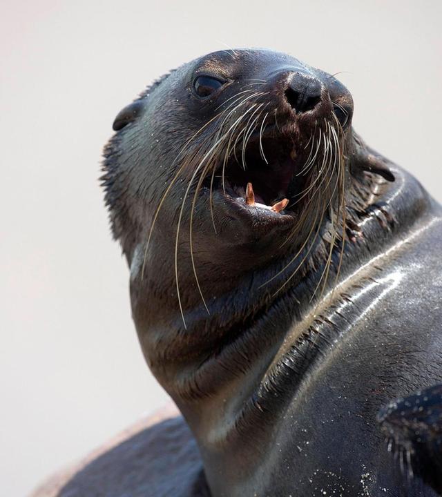 Auf Wiedersehen Nabi und Chico