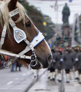 Aufgezäumt und eingespannt – mit Rosserern aufs Oktoberfest