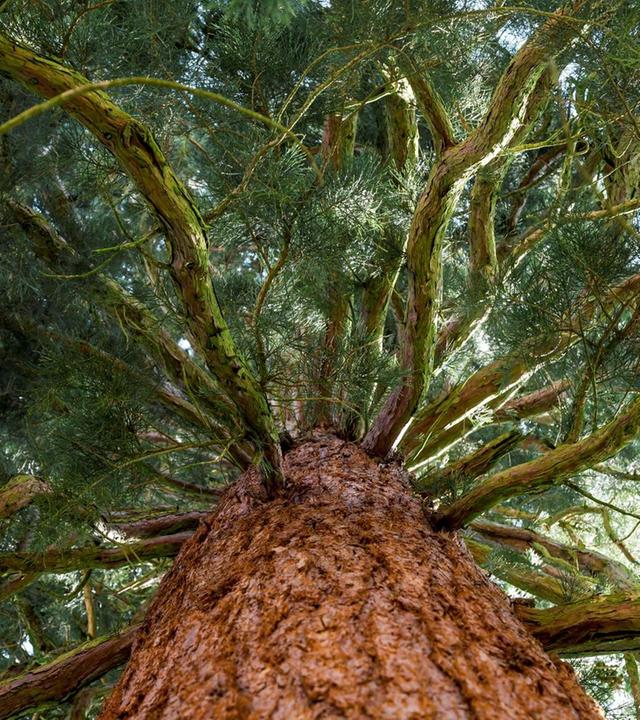 Aussaat Mammutbaum, Chili-Aussaat, Forstbotanik