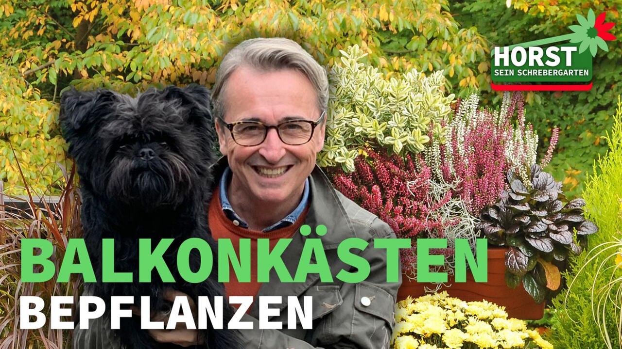 Balkonkästen bepflanzen