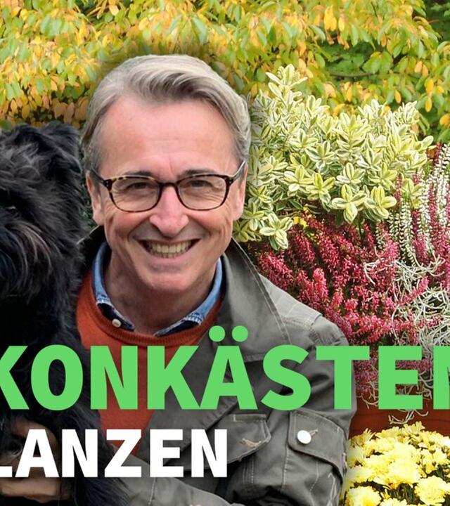 Balkonkästen bepflanzen