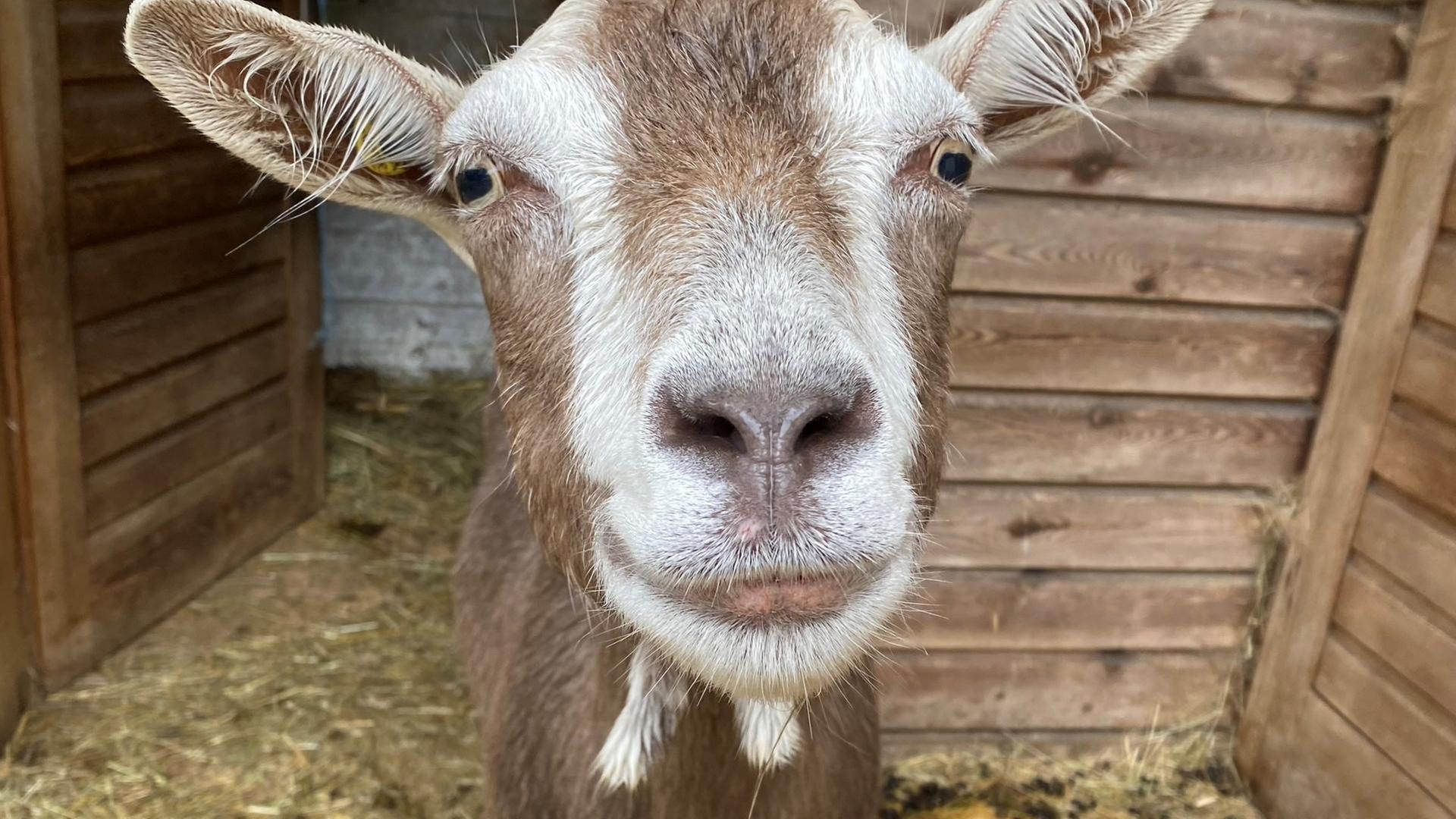 Bayerns erstes Arche-Dorf · Kleinwendern erfindet sich neu