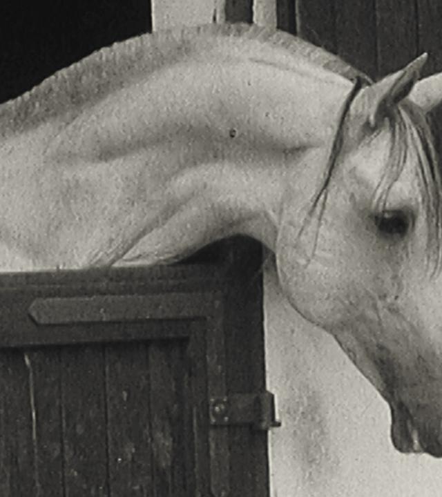 Bei Kaldenkirchen werden Halbblut-Araber gezüchtet