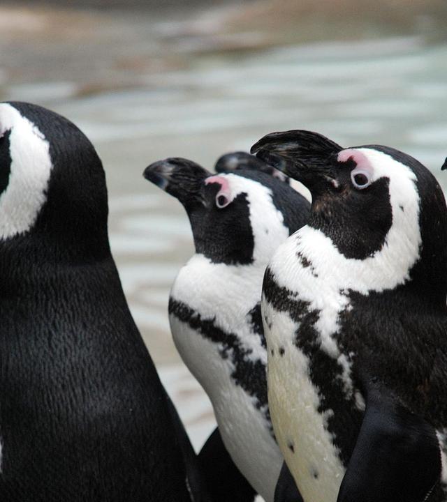 Betriebsamkeit bei den Brillenpinguinen