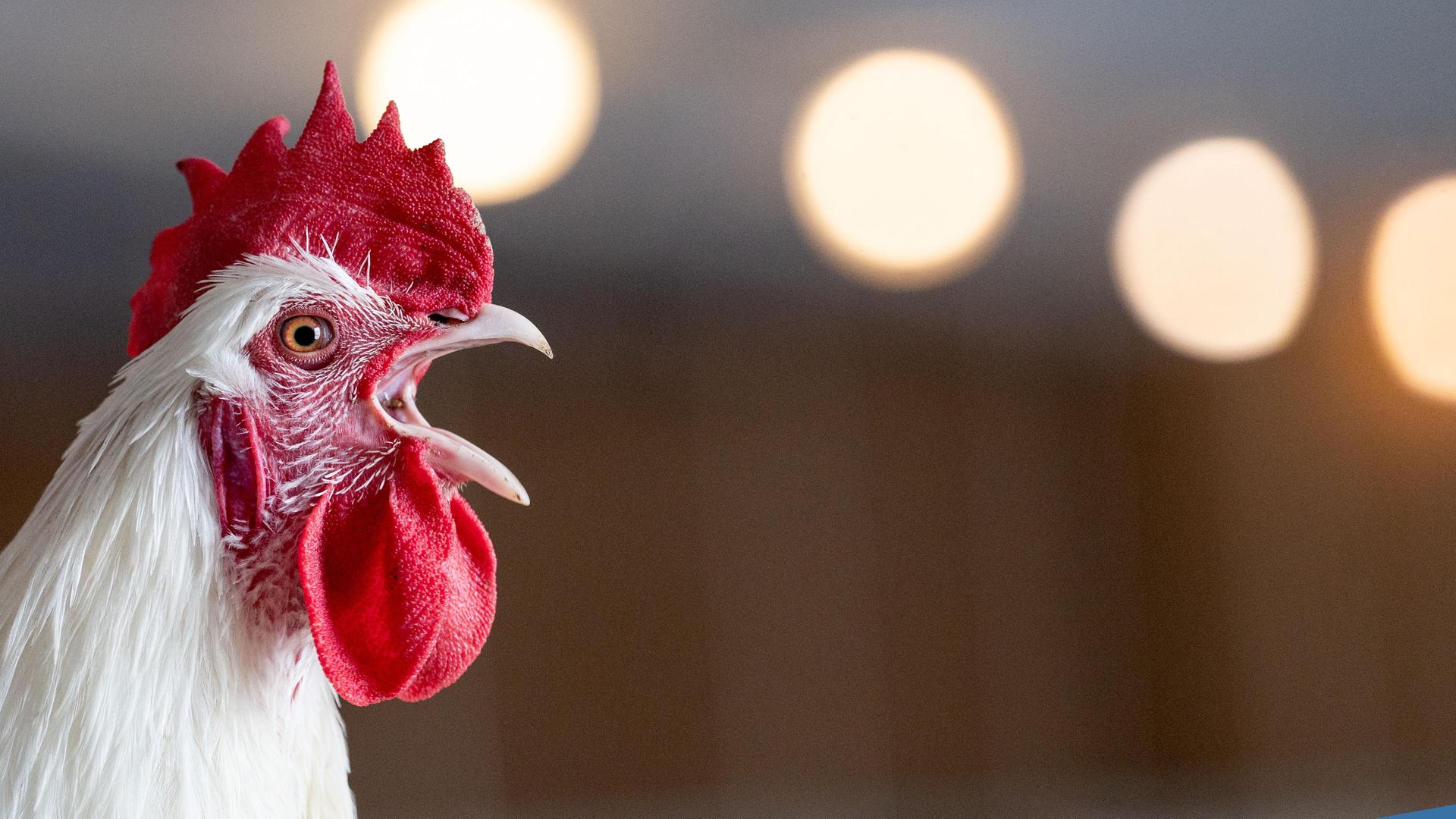 Bio in Bayern: Mehr Nachfrage, weniger Angebot